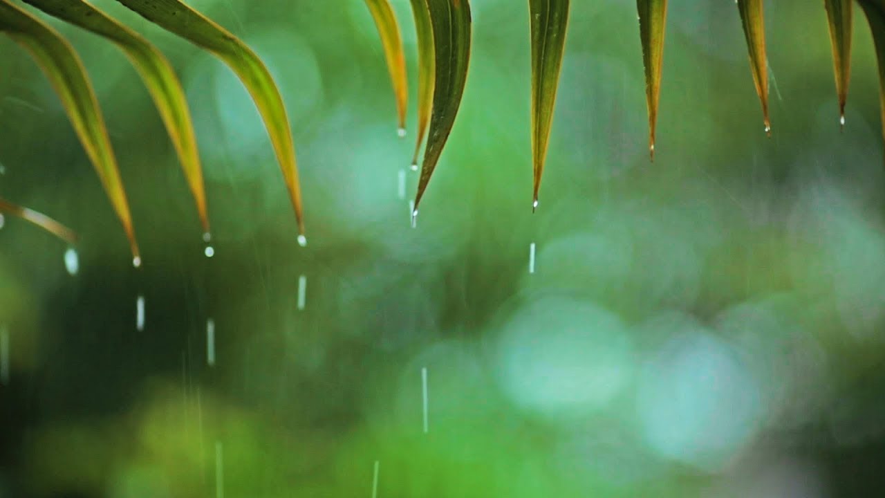 Relaxing Music & Soft Rain Sounds: Relaxing Piano Music, Sleep Music, Peaceful Music ★148🍀